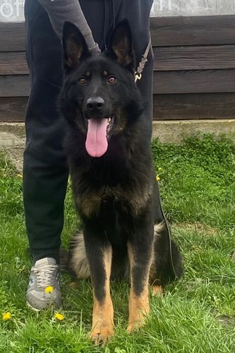 Ex- Experience Empire of Wisdom
German Shepherd (short-haired)
18. Dec 2023