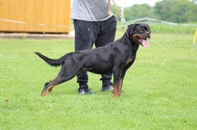 Money vom Hause Jaras
Rottweiler
11. Feb 2019