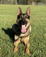 Hope od Jemčinského zámku
德国牧羊犬 (短毛)
4. 三月 2020