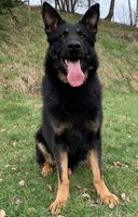 Gideon Angelic Overseer
German Shepherd (short-haired)
15. Oct 2020