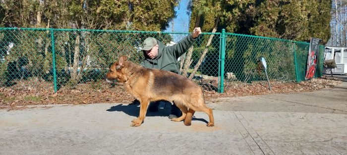 Emira von der Holzbachtal-Quelle
German Shepherd Dog (short-haired)
24. Mar 2019