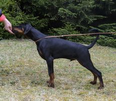 Hogo Fogo Brittasgang
都柏文 (black with rustred blace)
28. 十一月 2024