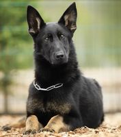 Rocky aus dem Fürstentum Lippe
German Shepherd (short-haired)
20. Jun 2024