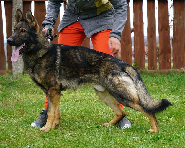 Udett z Jirkova dvora
德国牧羊犬 (短毛)
26. 一月 2024