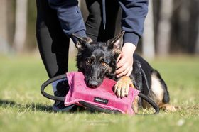 Jobarks Pennywise
German Shepherd (short-haired)
13. Sep 2024