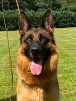 Ivy vom Emkendorfer Park
German Shepherd Dog (short-haired)
2. Maj 2023