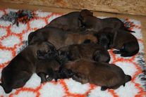 chiots volpa/Taiko 10 jours