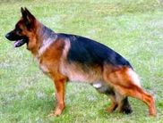 Pancho von der Rangauhöhe