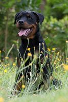 Hatz vom Hause Waldblick
Rottweiler
6. Mar 2025