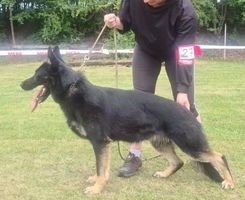 Bela z Plačického dvora
German Shepherd (short-haired)
6. Sep 2020