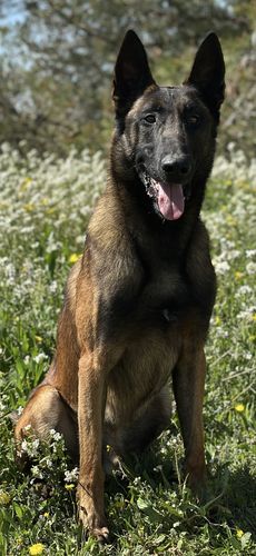 Golum del Telón de Acero
Belgisk fårehund (Malinois)
7. Jan 2023