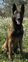Golum del Telón de Acero
Belgisk fårehund (Malinois)
7. Jan 2023