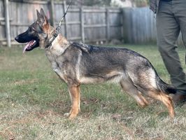 Delta vom Eiserner Krieger
German Shepherd (short-haired)
23. Feb 2024