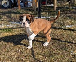 Gänselieschen Vita Wiperta
Boxer
27. dic 2024
