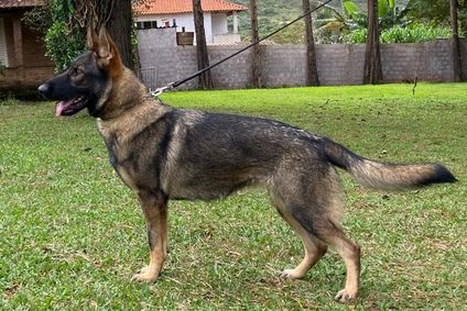 Alfa do Sadonana