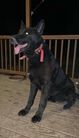 Oakley vom Spencer Haus