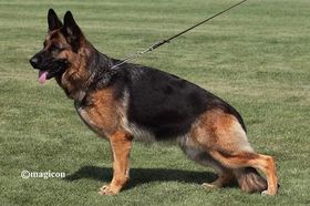 Gandhy van de Berkthoeve (2019)
German Shepherd (short-haired)
23. Feb 2019