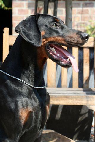 Von clearance liston dobermans