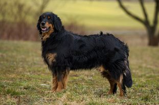 Pepper z Budské samoty Pepper z Budské samoty