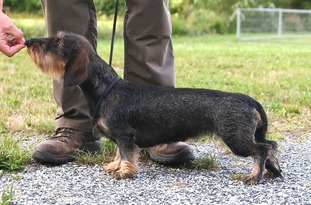 Britta vom Mondscheinkreuz FCI Britta vom Mondscheinkreuz FCI