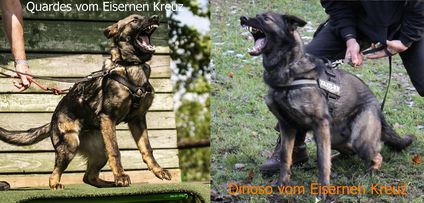Dinoso vom Eisernen Kreuz Dinoso vom Eisernen Kreuz
