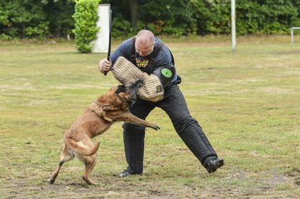 Dutch working malinois Ciara Dutch working malinois Ciara