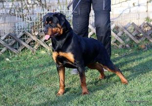 Goldie vom Cherniy Kumir Goldie vom Cherniy Kumir