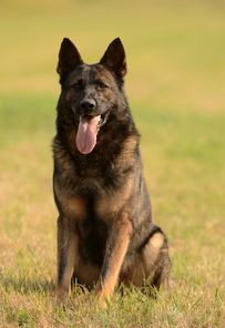 Cisco von der Bruderschaft Cisco von der Bruderschaft