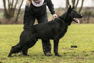 Odin vom Düstergrund Odin vom Düstergrund