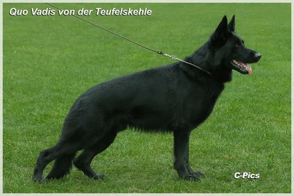 Quo Vadis von der Teufelskehle Quo Vadis von der Teufelskehle