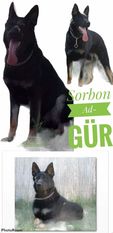 Sorbon Ad-Gür Sorbon Ad-Gür