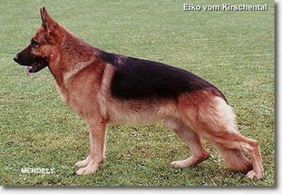 Eiko vom Kirschental Eiko vom Kirschental