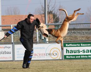 Falco vom Adlerauge Falco vom Adlerauge