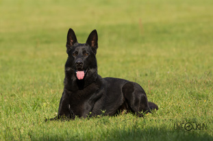 Dexter vom Schwarzen Kessel Dexter vom Schwarzen Kessel