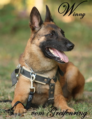 Winny vom Greifenring Winny vom Greifenring