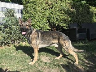Ramses vom dunklen Zwinger Ramses vom dunklen Zwinger
