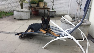 Quincy vom Haus Lohe Quincy vom Haus Lohe