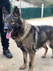 Nala vom Haus Renoux Nala vom Haus Renoux