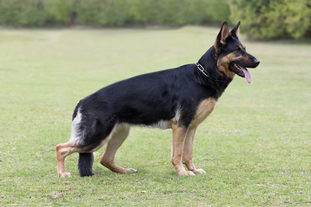 Becky vom Wolfsbankring Becky vom Wolfsbankring