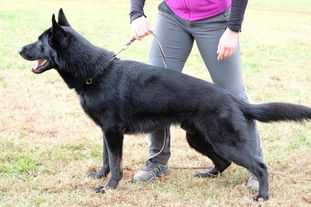 Ivan Groznyj European K9 training base Ivan Groznyj European K9 training base