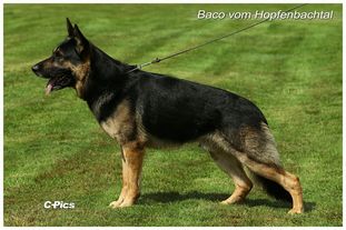 Basco vom Hopfenbachtal Basco vom Hopfenbachtal