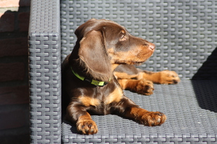 Bink von der Kiebitzheide Bink von der Kiebitzheide