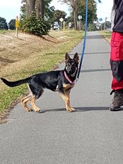 Delphi Canis Invictus Delphi Canis Invictus