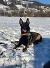 Luna Tore's Working Dogs