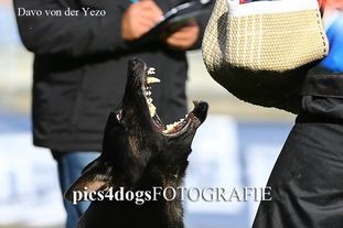 Davo von der Yezo Davo von der Yezo
