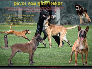 Davos vom Nilpferdhof Davos vom Nilpferdhof