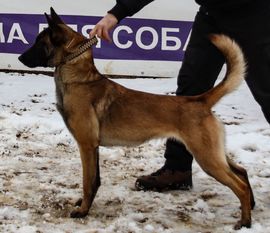 Zheleznaya Burya Ruizhaia Bestia Zheleznaya Burya Ruizhaia Bestia