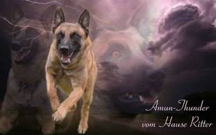 Amun-Thunder vom Hause Ritter Amun-Thunder vom Hause Ritter