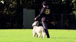 Giusy Partusch von den Goldenen Disteln Giusy Partusch von den Goldenen Disteln