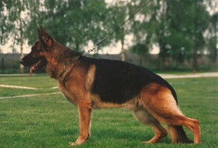 Enzo von der Burg Aliso Enzo von der Burg Aliso
